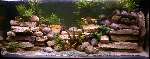 Les plantes de mon nouvel aquarium meurent !! Mini_malawi_450l%20_4