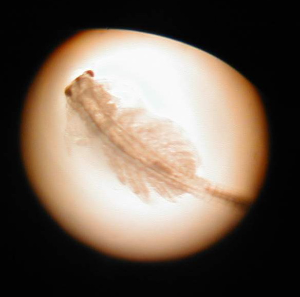 distributeur de nauplies d'artemias Artemia_30_jours